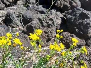 Immagine da una colata lavica sul fronte Nord dell'Etna